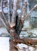 collar canker